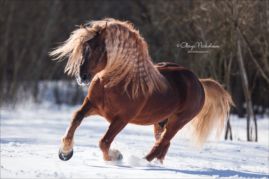 Stallion Raihan, Soviet Heavy Draft horse